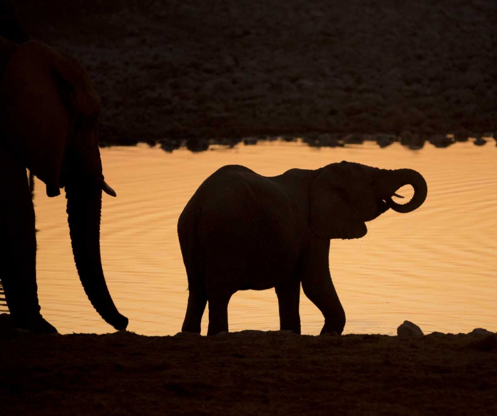 Namibia, Etosha NP Baby elephant at sunset